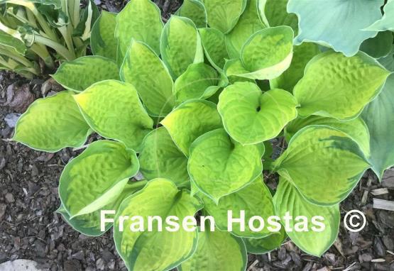 Hosta Rainforest Sunrise - Fransen Hostas